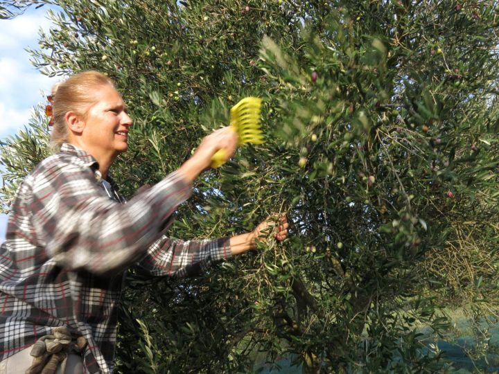Maggie alle prese con la chioma degli olivi